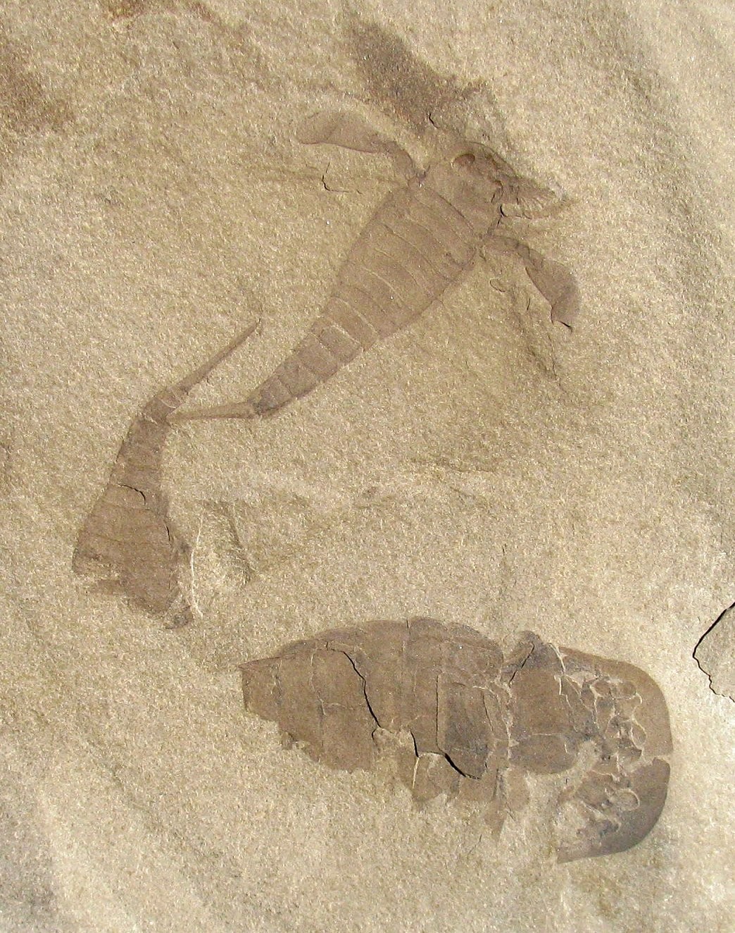 FABULOUS TEXTBOOK EURYPTERUS REMIPES & OTHERS - GREAT MULTIPLE EURYPTERID PLATE!
