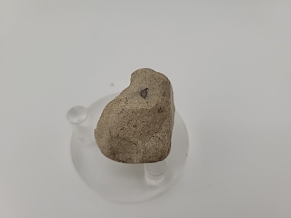 Egg Fossil Permineralized