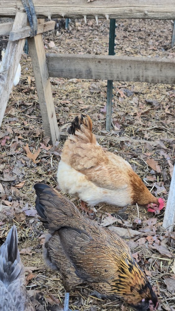 Maran Black Tail Red Maran Hatching Eggs 12 +