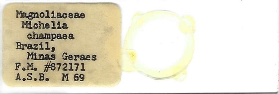 Champak Michelia champaca Pollen Microscope Slide