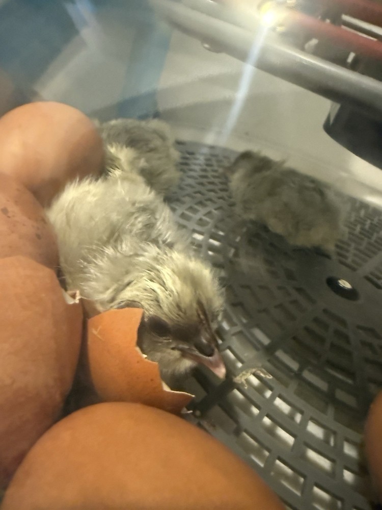 Blue Splash Maran Hatching Eggs 6+