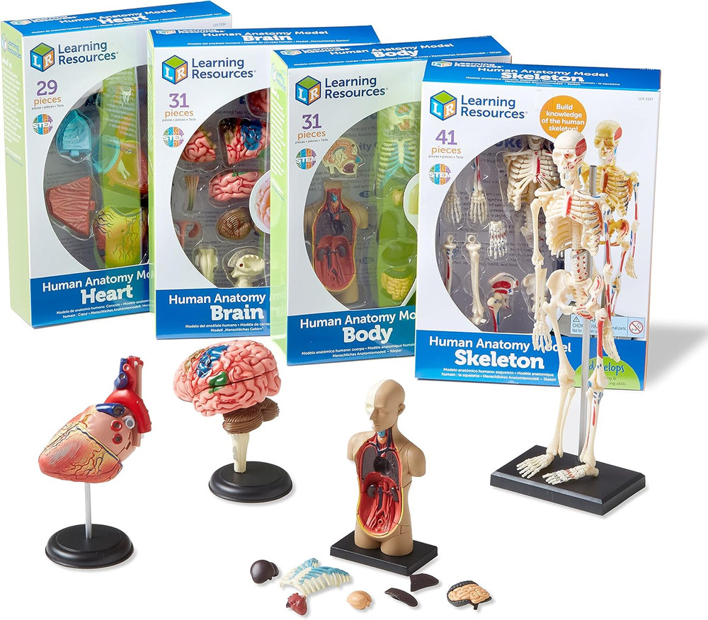 Anatomy Models Bundle Set - Skeleton and Physiology, Human Body Model , Science
