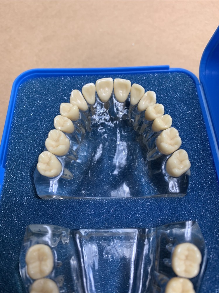 Viade Clear Translucent Anatomical Model (#2072)