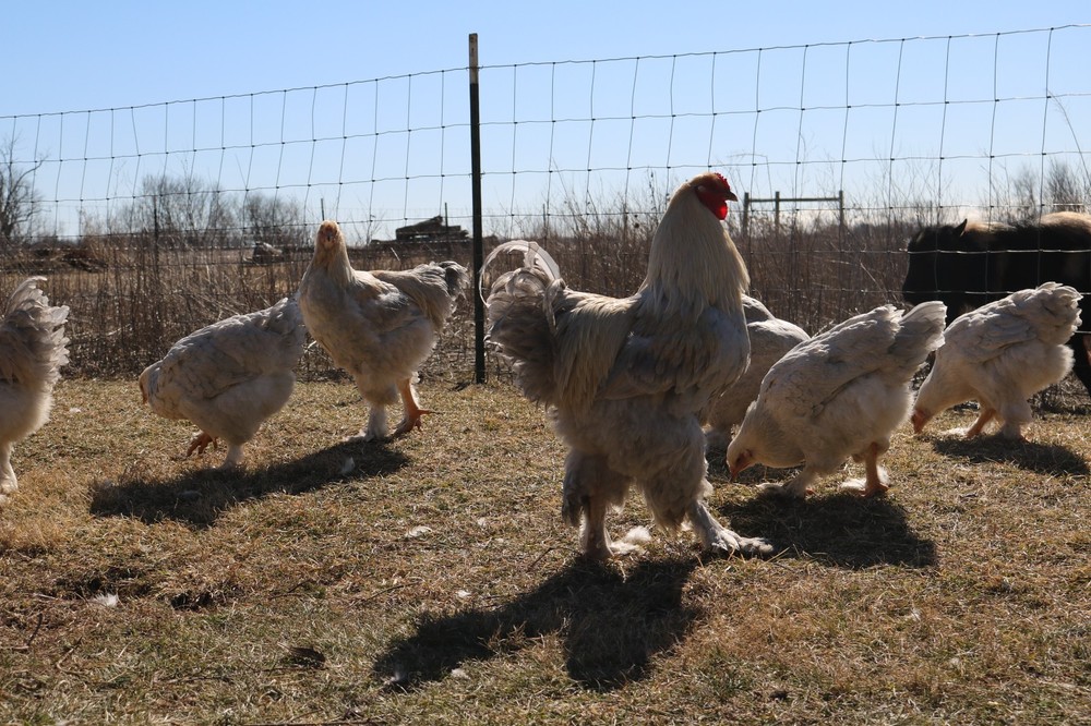 12+ Isabel Large Breed Brahma Hatching Eggs