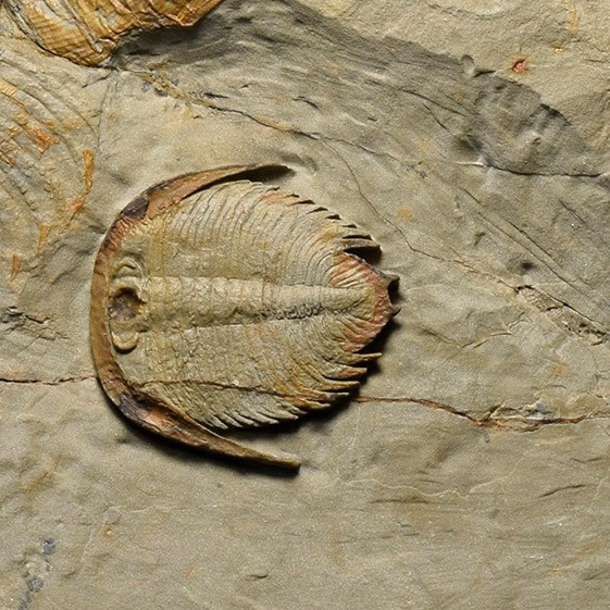 Rare trilobite Dactylocephalus sp.