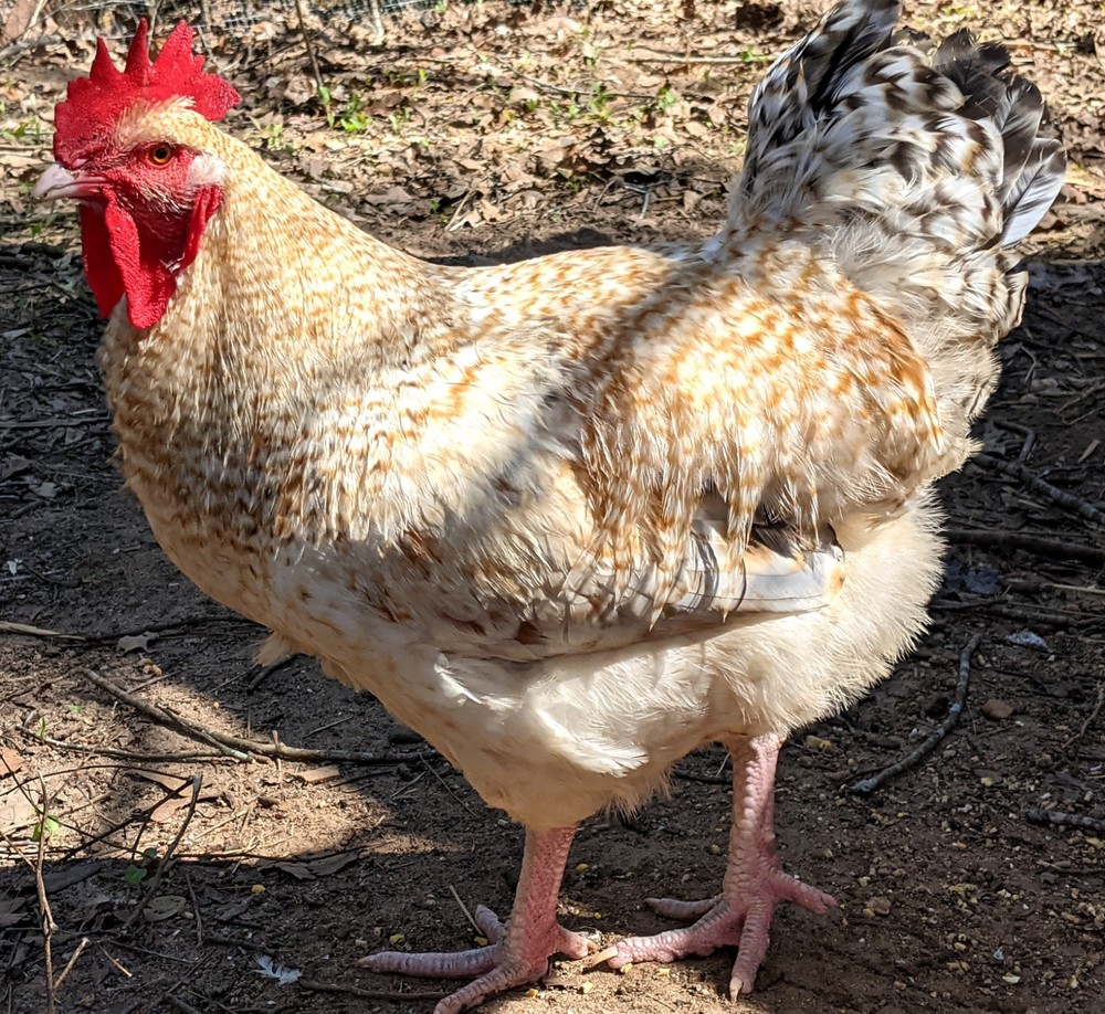 Lemon Cuckoo Niederrheiner 10+ Hatching Eggs