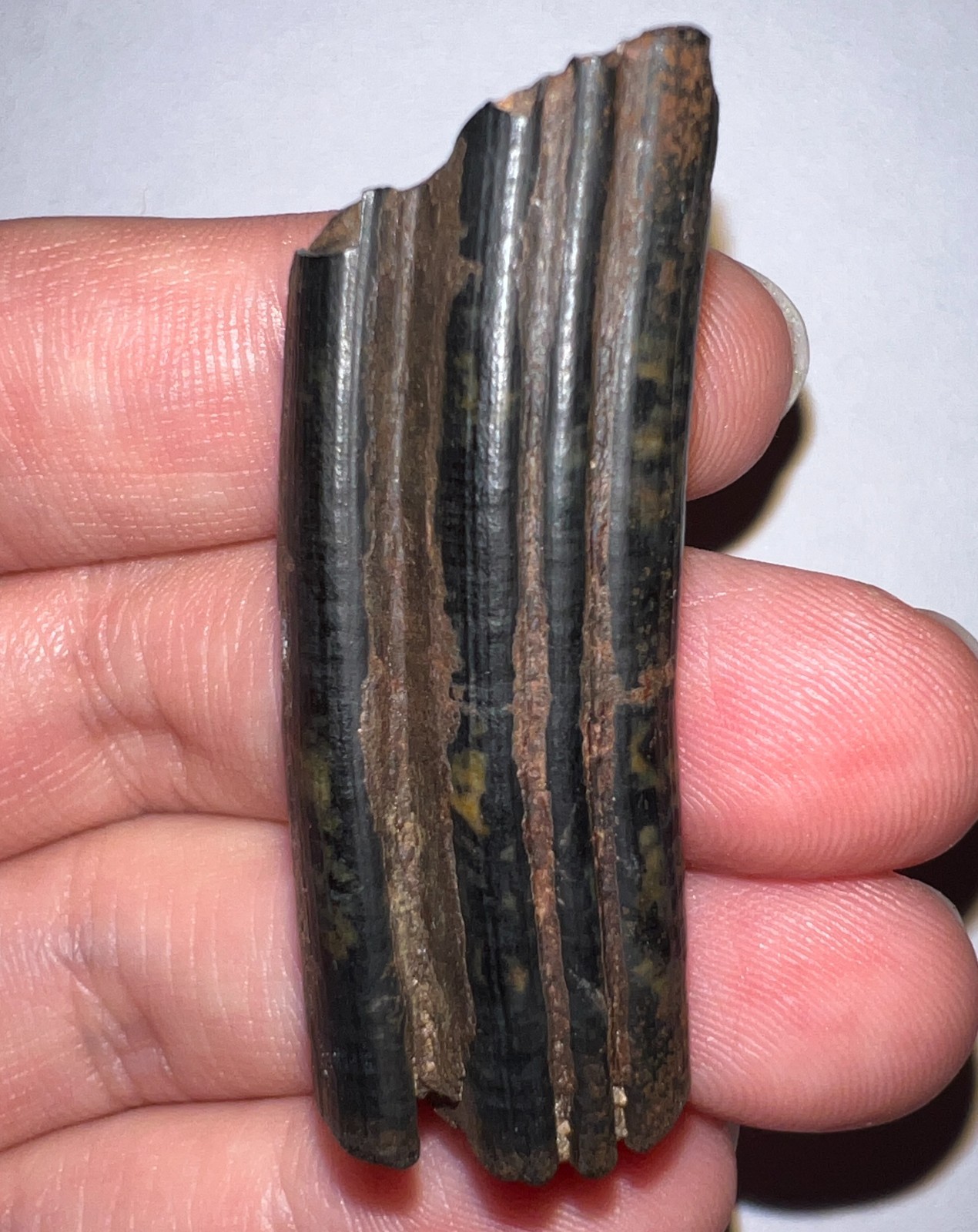 Framed Rare Ice Age Fossil Giant Extinct Beaver Tooth CASTOROIDES 1.84 Inches!