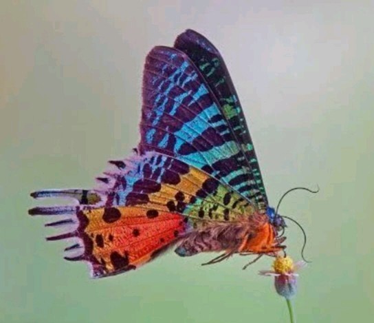 WINGS OPEN Madagascar Sunset Moth Urania ripheus