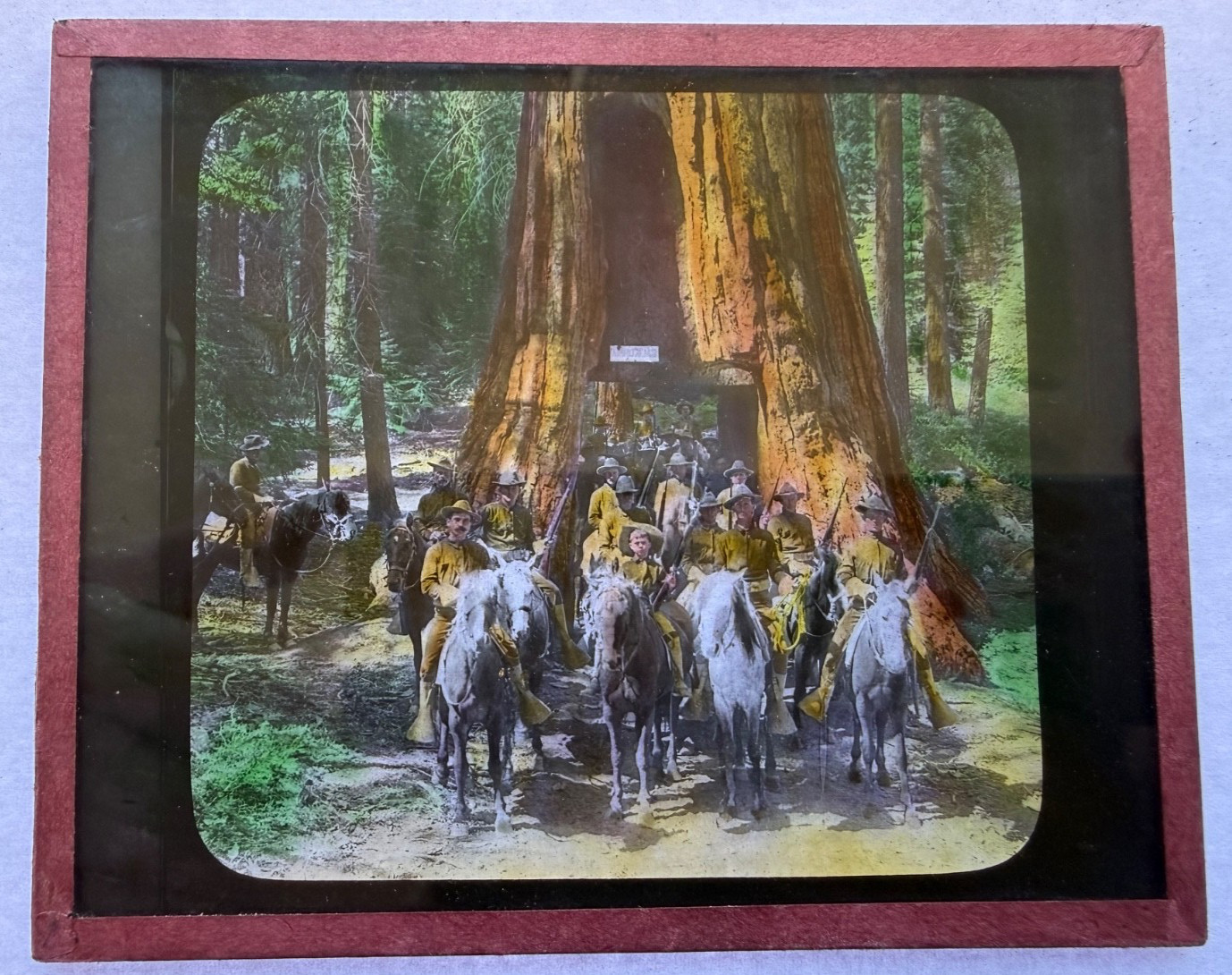 MAGIC LANTERN SLIDE CAVALRY PASSING THROUGH THE GREAT TREE CA 1900 COLORED 293