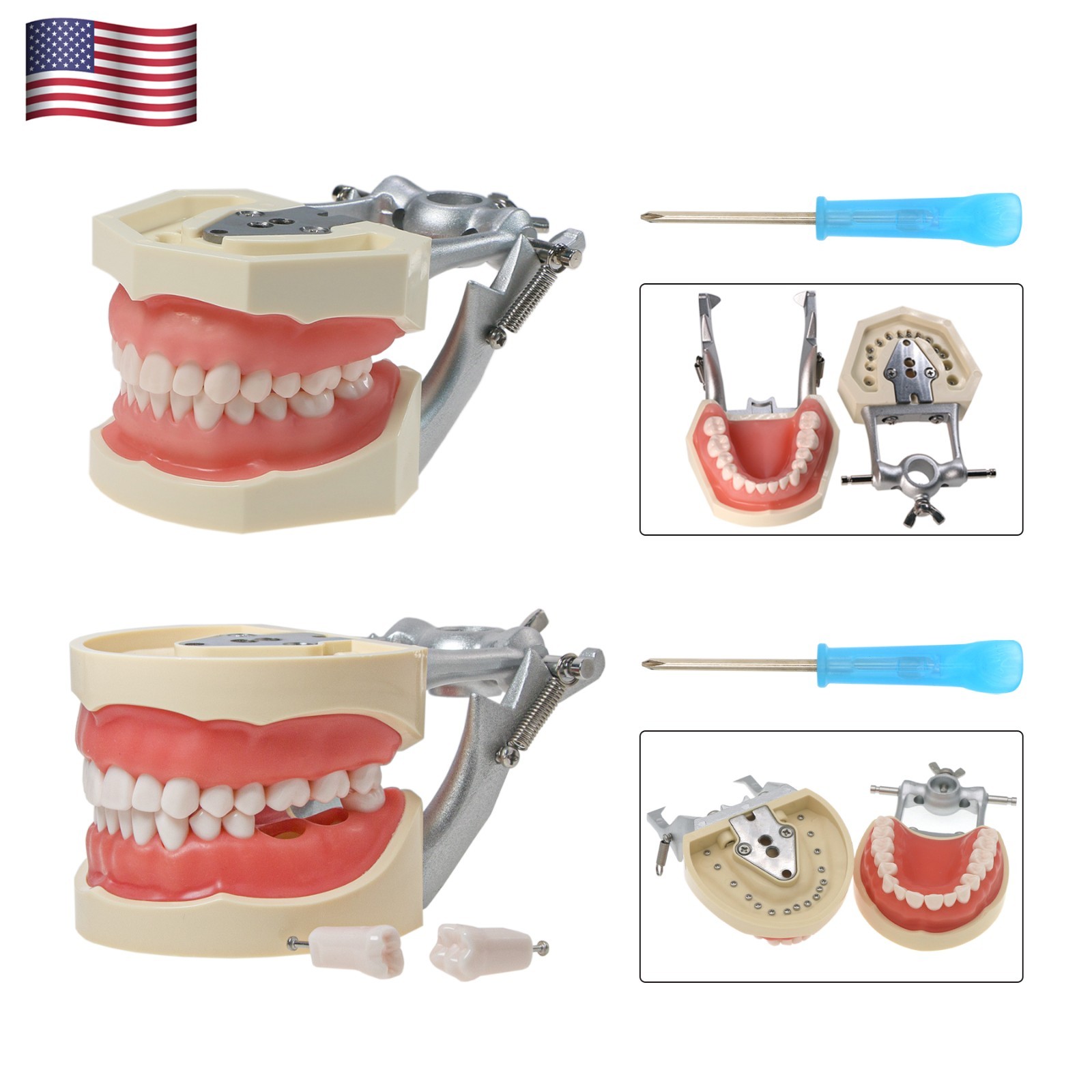Fit Kilgore NISSIN 200/500 Type Dental Typodont Teeth Model With Removable Teeth
