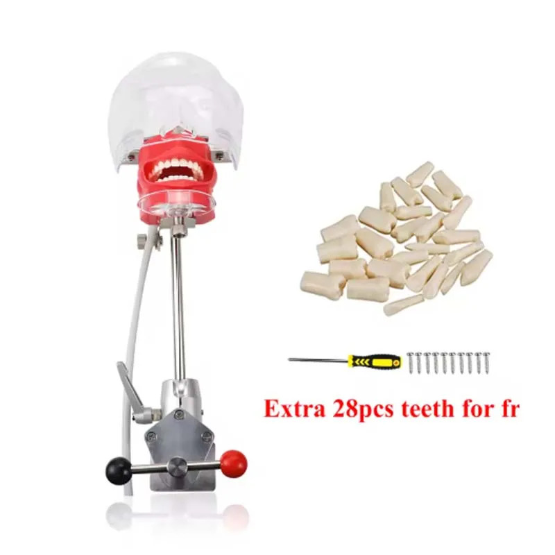 Dental Head Model Simulator Manikin Phantom With Bench Mount 28Pcs Teeth