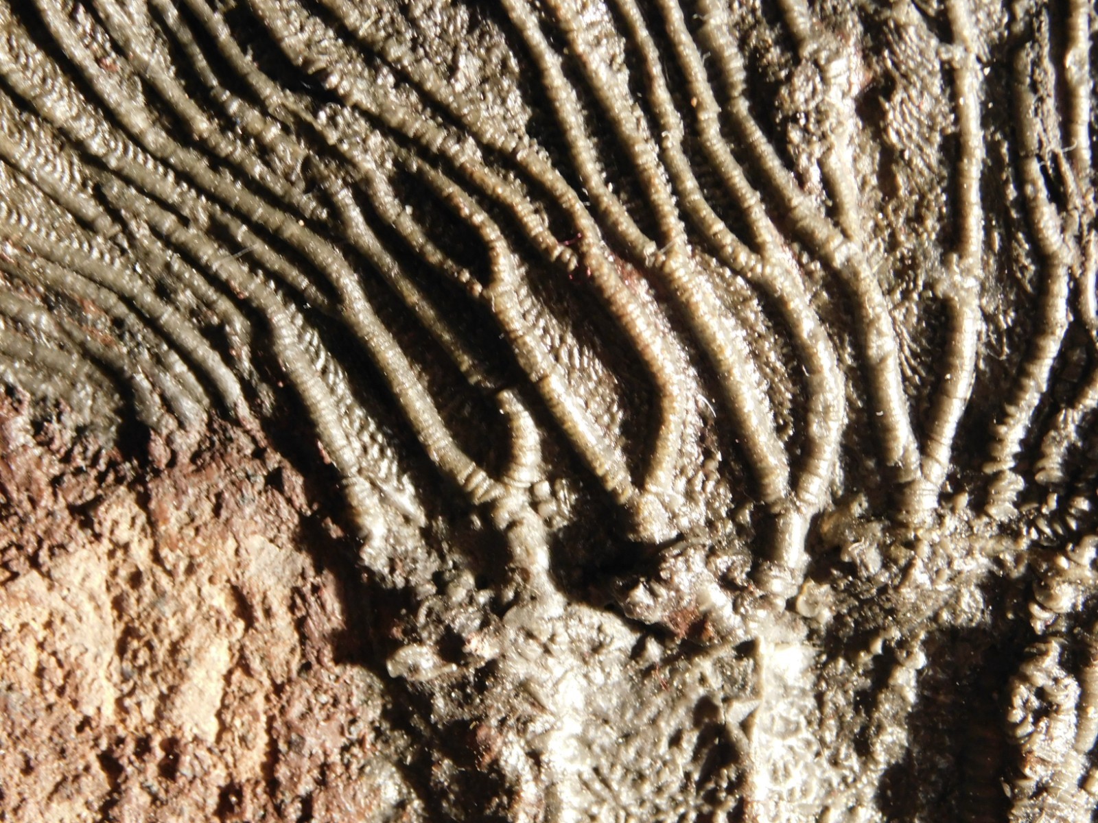 TWO BIG! 430 Million Year Old! CRINOID Fossils or Sea LILY Fossil Morocco 1565gr