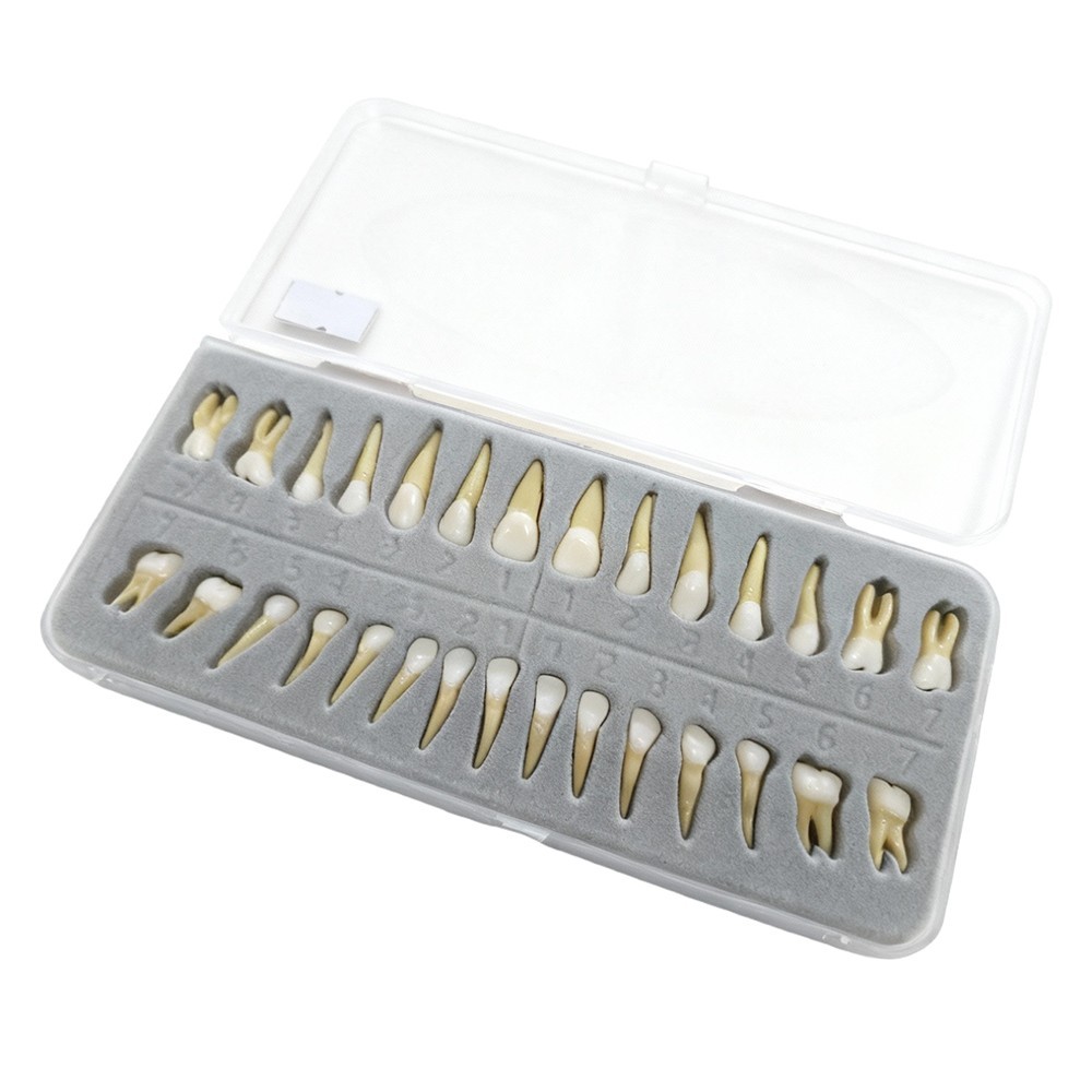 Dental 1:1 Permanent Teeth Demonstration Teach Study Model with 28Pcs Teeth