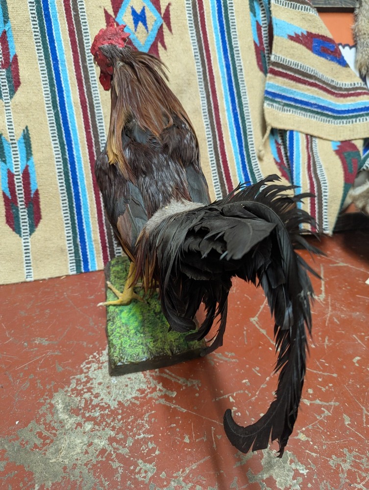 Beautiful Mounted Gamecock Rooster