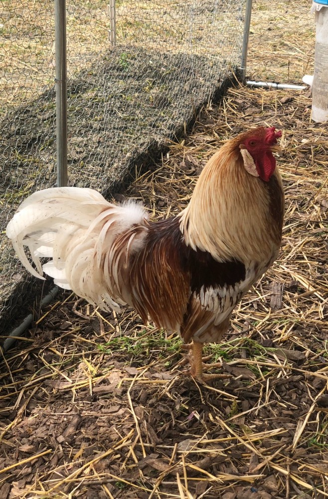 Prairie Blue Bell Hatching Eggs (10+)