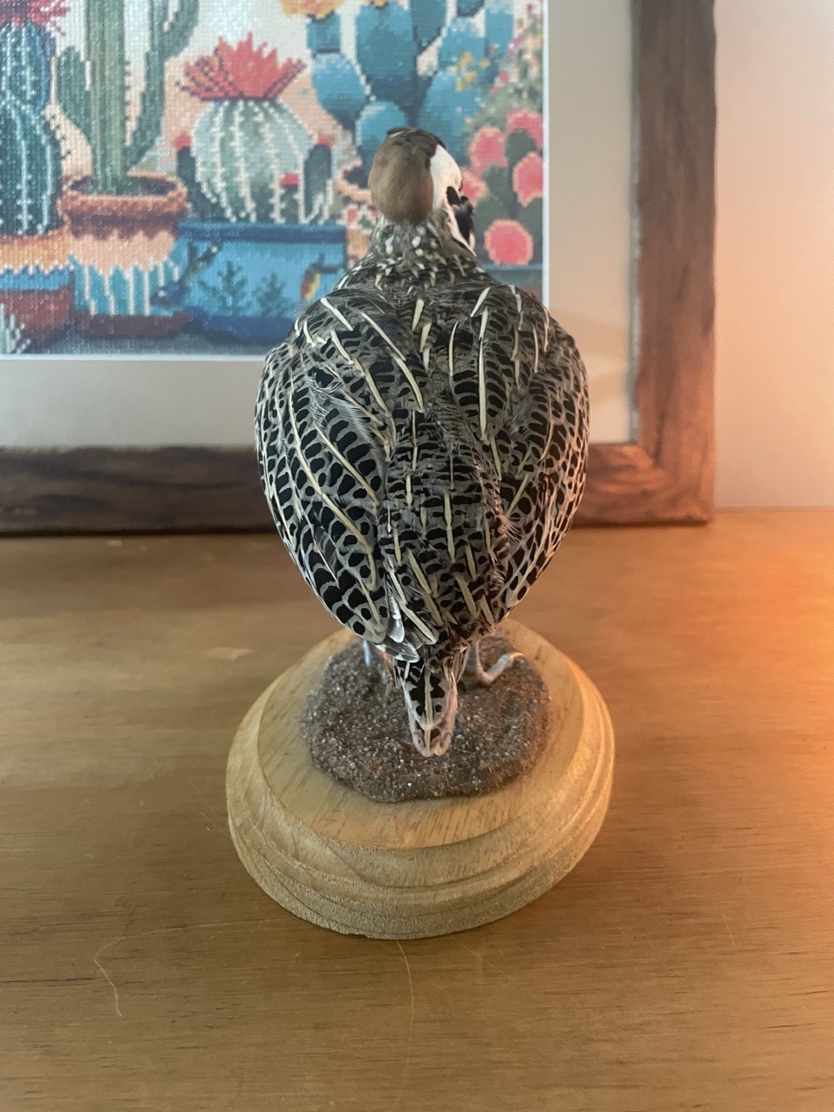 Mearns Montezuma Quail Taxidermy Mount