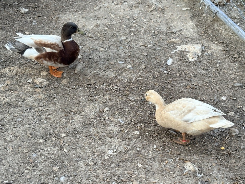 12 Pure Butterscotch Call duck hatching eggs