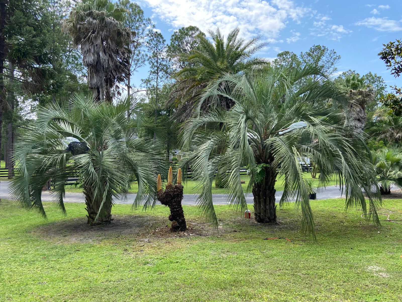 Butiagrus Seeds! F1 Hybrid Mule Palm Seeds. Rarely Ever Offered! Cold Hardy!