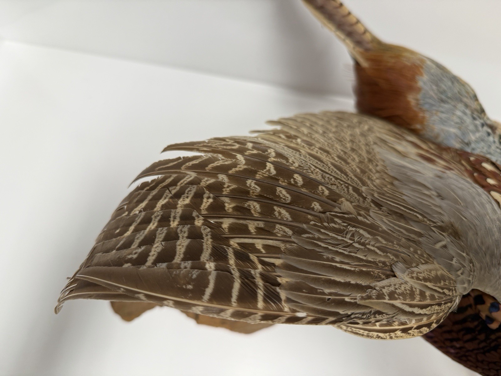 Pheasant Wall Mount Taxidermy Real Skin Flying Ring Neck Rooster On Wood Vintage