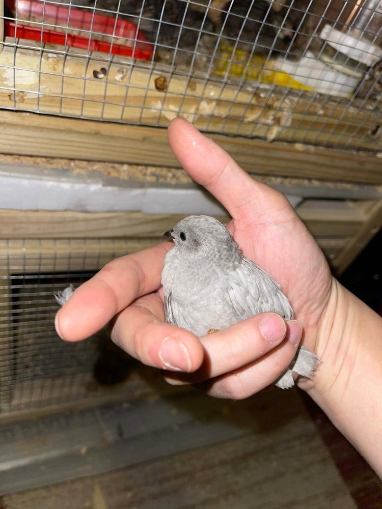 6+ Extra Button Chick (Button Quail) Hatching Eggs – Fresh & Hand Selected