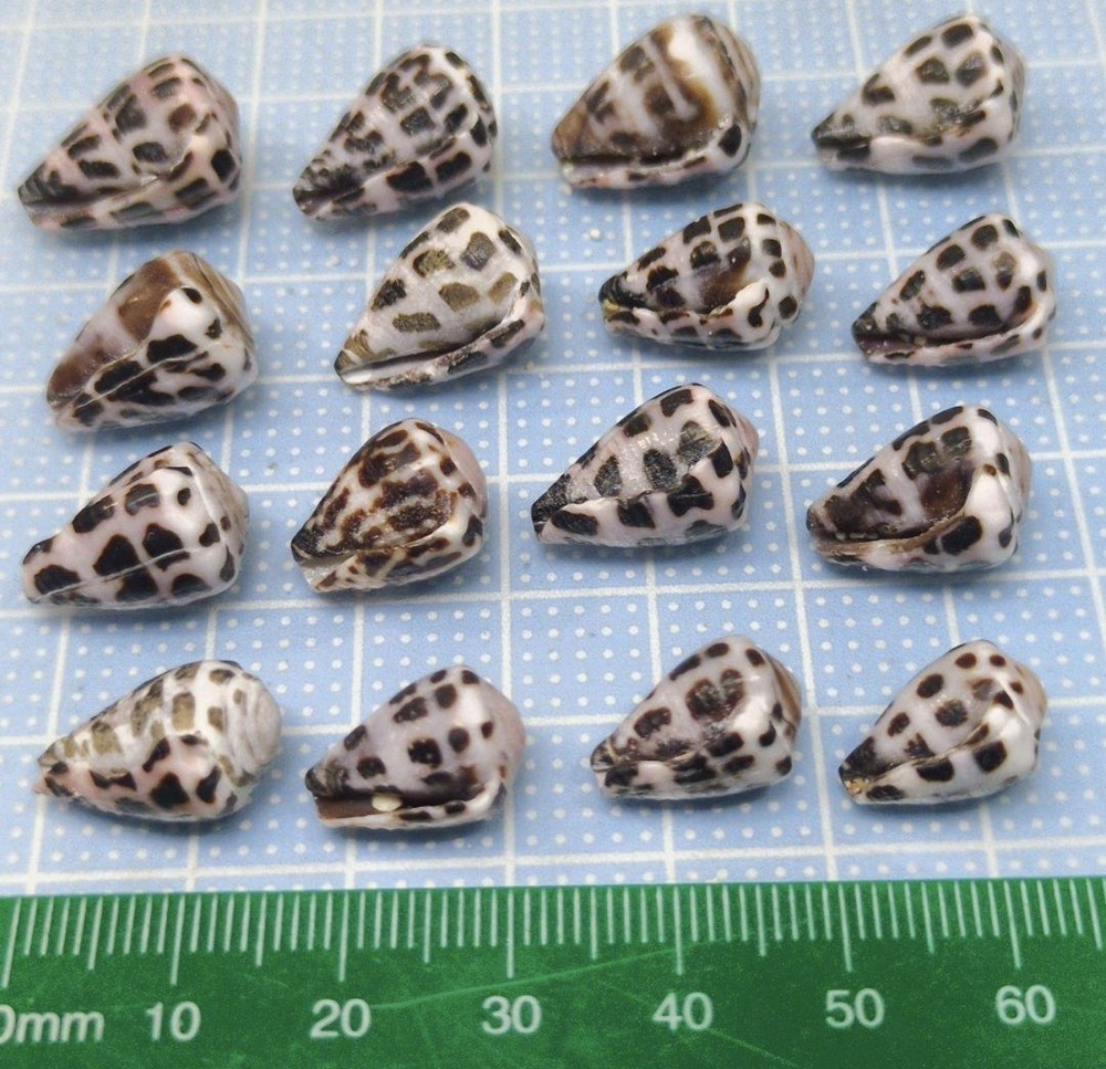 Hebrew cone shell from japan Shells of Okinawa