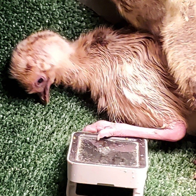 1 EMU Hatching Eggs - Blonde/White/Normal Breeding MOB!