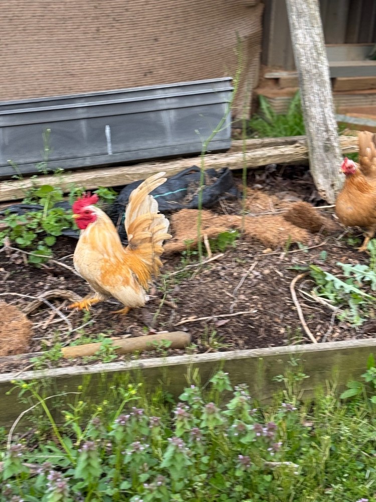 12+ 2 small Quality Serama Chicken Hatching Eggs