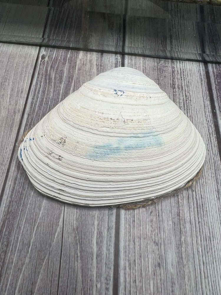 Hand Painted Beach Starfish Scene on Shell