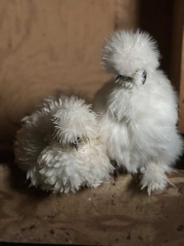 Silkie Hatching Eggs- breeder/show quality