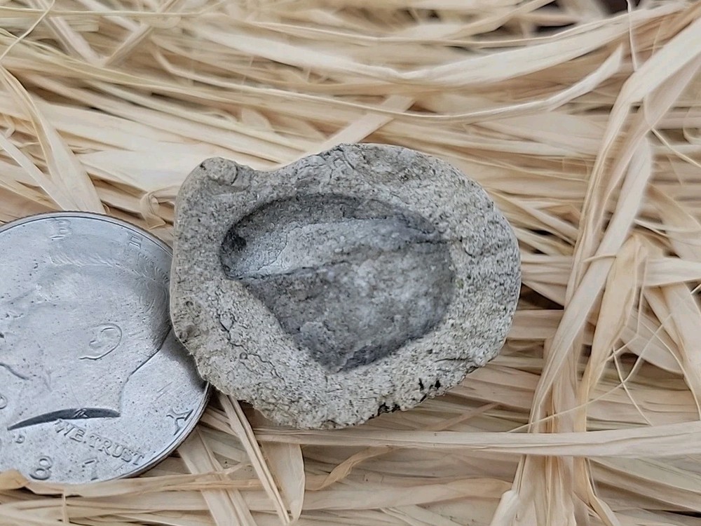 Egg Fossil Permineralized