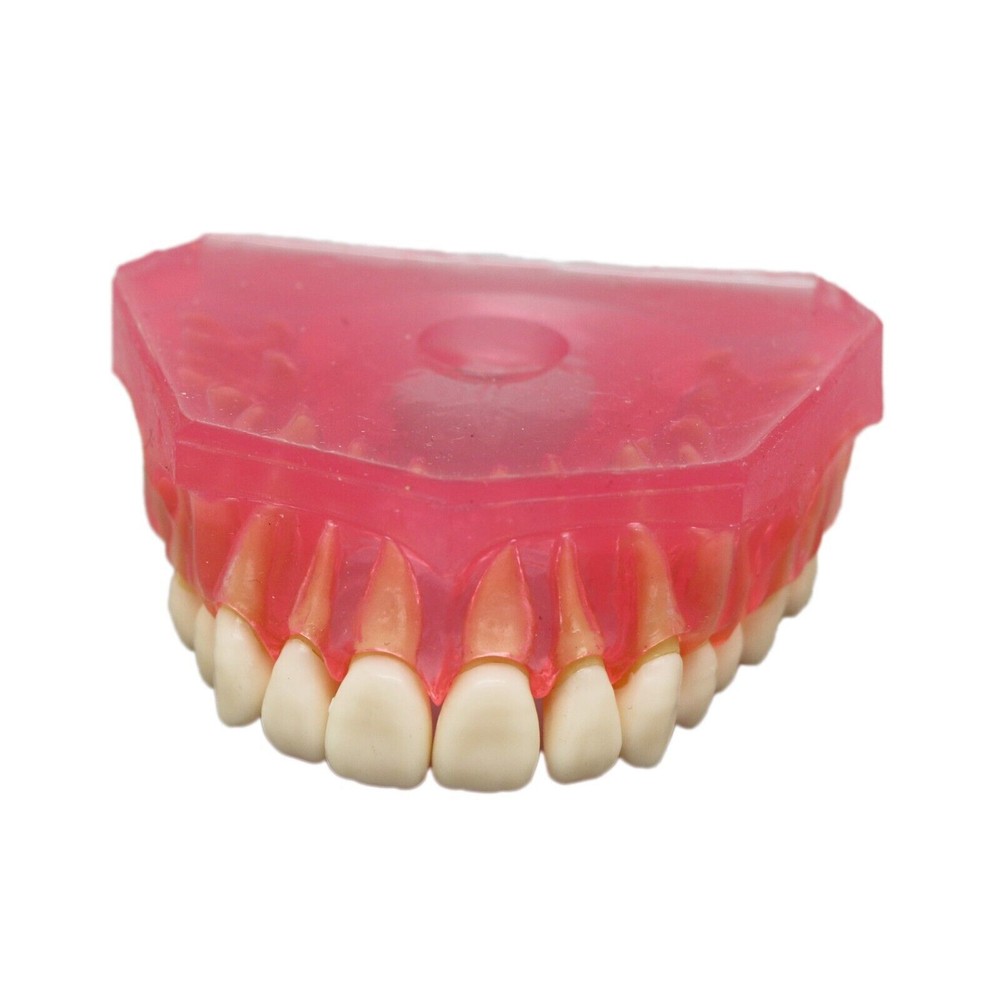 Dental Typodont Standard Removable Teeth Model Soft Gum Simulation Cheek 28 Pcs