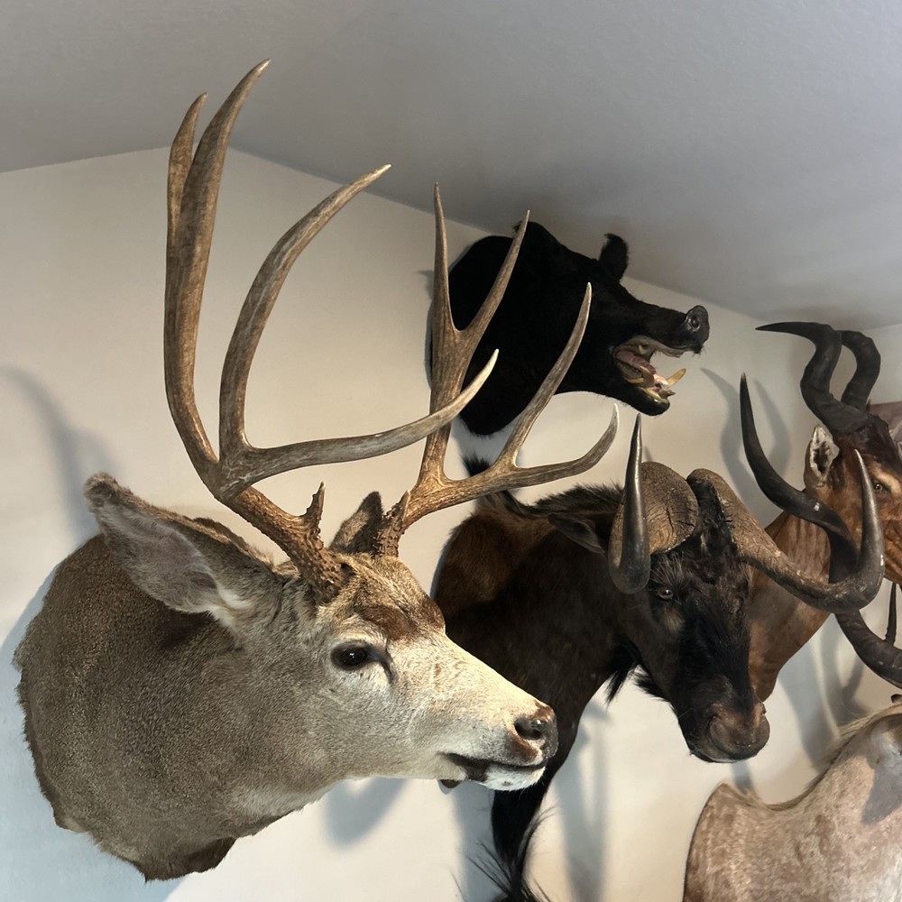 10 POINT MULE DEER 21.25 SPREAD MONSTER
