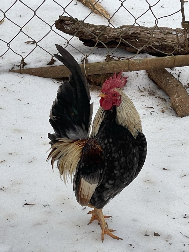 Serama Hatching Eggs 12+ Smooth, Frizzle