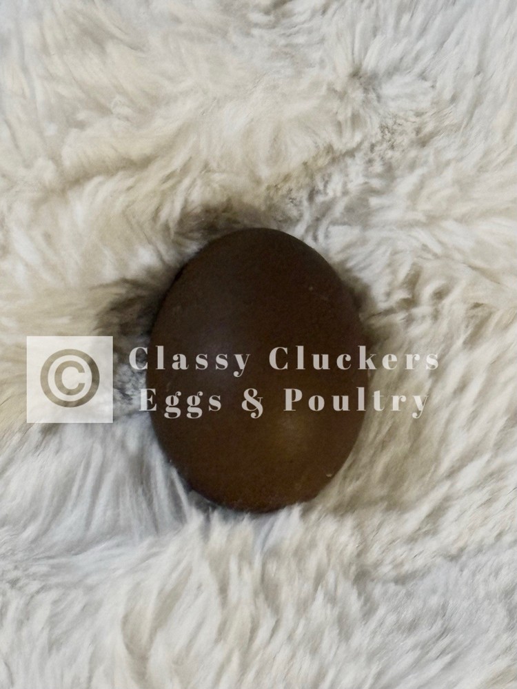 Chocolate Toned Hatching Eggs