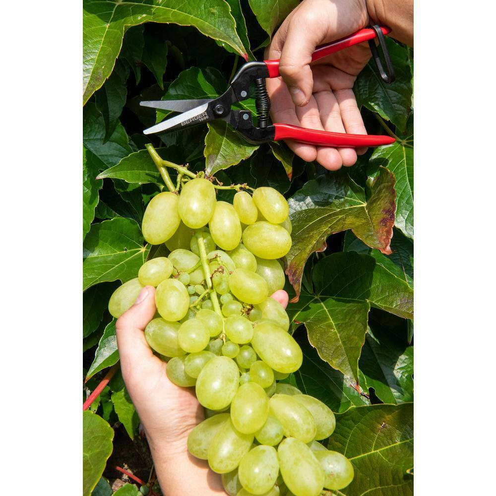 6 In. Light Weight Snips