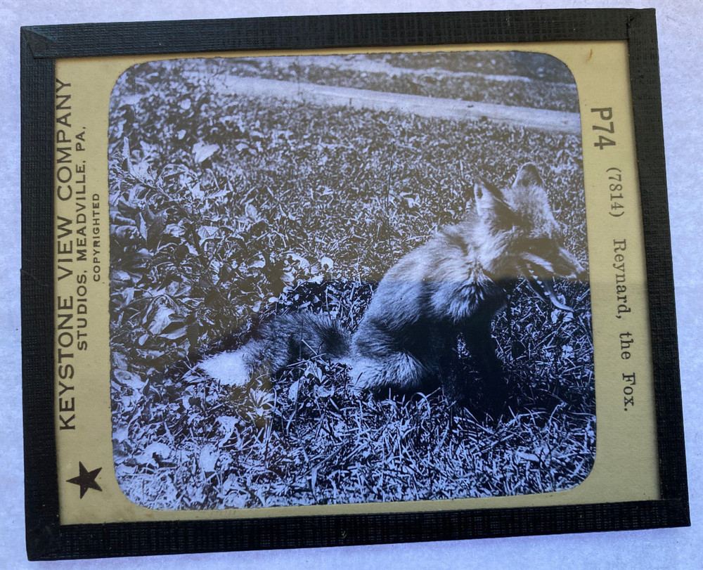 KEYSTONE MAGIC LANTERN SLIDE 74 REYNARD THE FOX 1920s