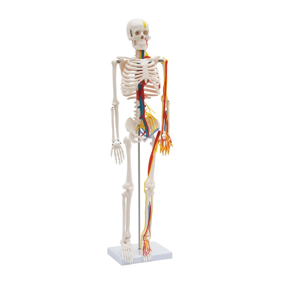 34'' Human Skeleton Model Standing Style W/ Neurovascular Human Skeleton Model