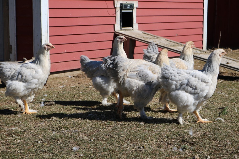 6+ Isabel Large Breed Brahma Hatching Eggs