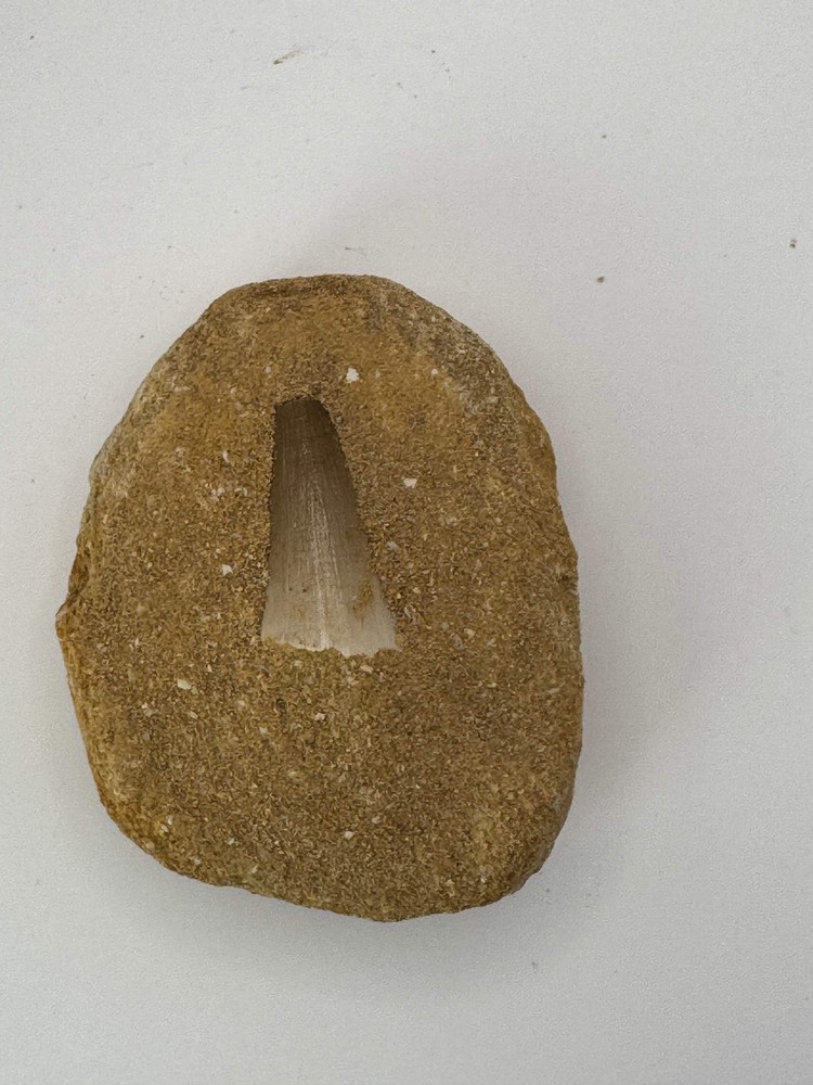 Mosasaur Tooth