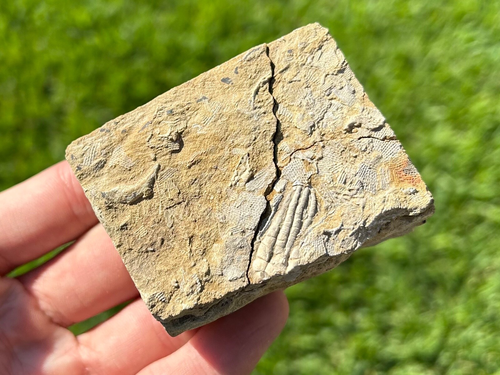 Alabama Fossil Crinoid in Matrix Pentaramacrinus nitidus Mississippian Age