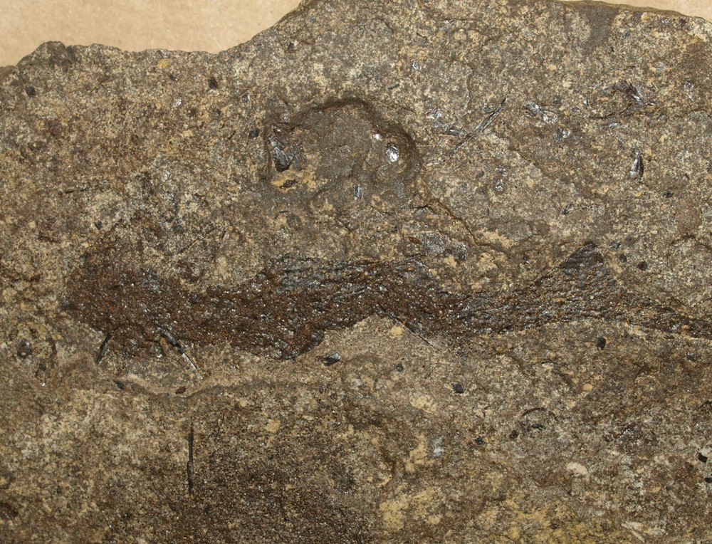 PAIR Paleozoic "Spiny sharks" -Acanthodes lopatini