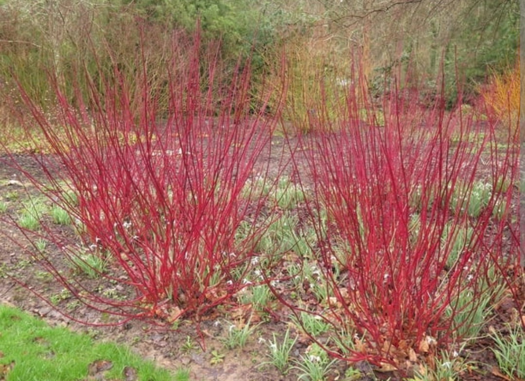 25 Red twig / red osier Dogwood Cuttings 11 Inches In Length Free Shipping USA