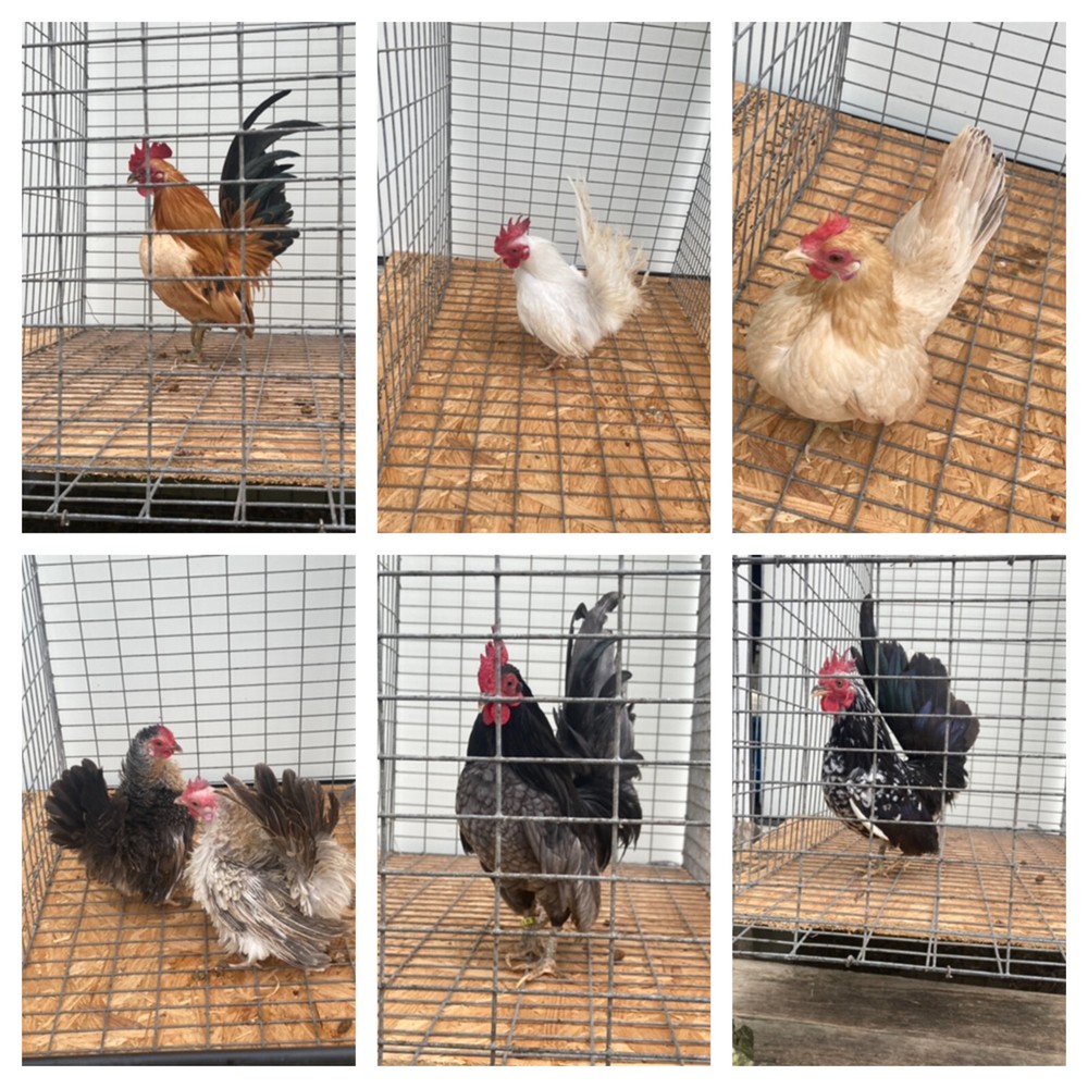10 Serama Hatching Eggs Micro A and B SPECIAL 10 starting bid