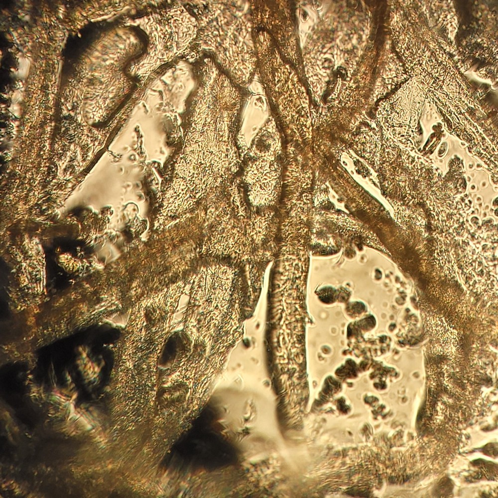 Nikon DIC Eclipse E800 Microscope Trinocular Head w/ Power Unit, Eyepieces, Lamp