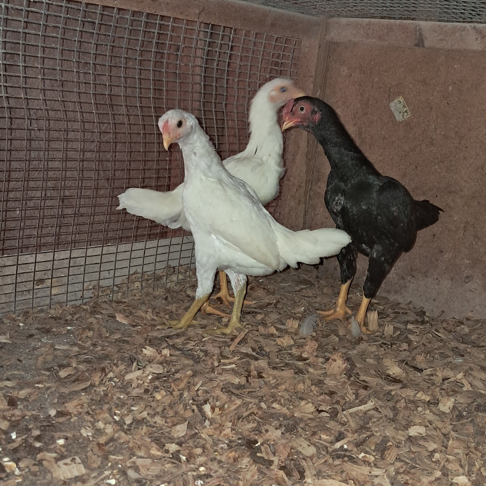 Rare Koshamo hatching eggs 6+