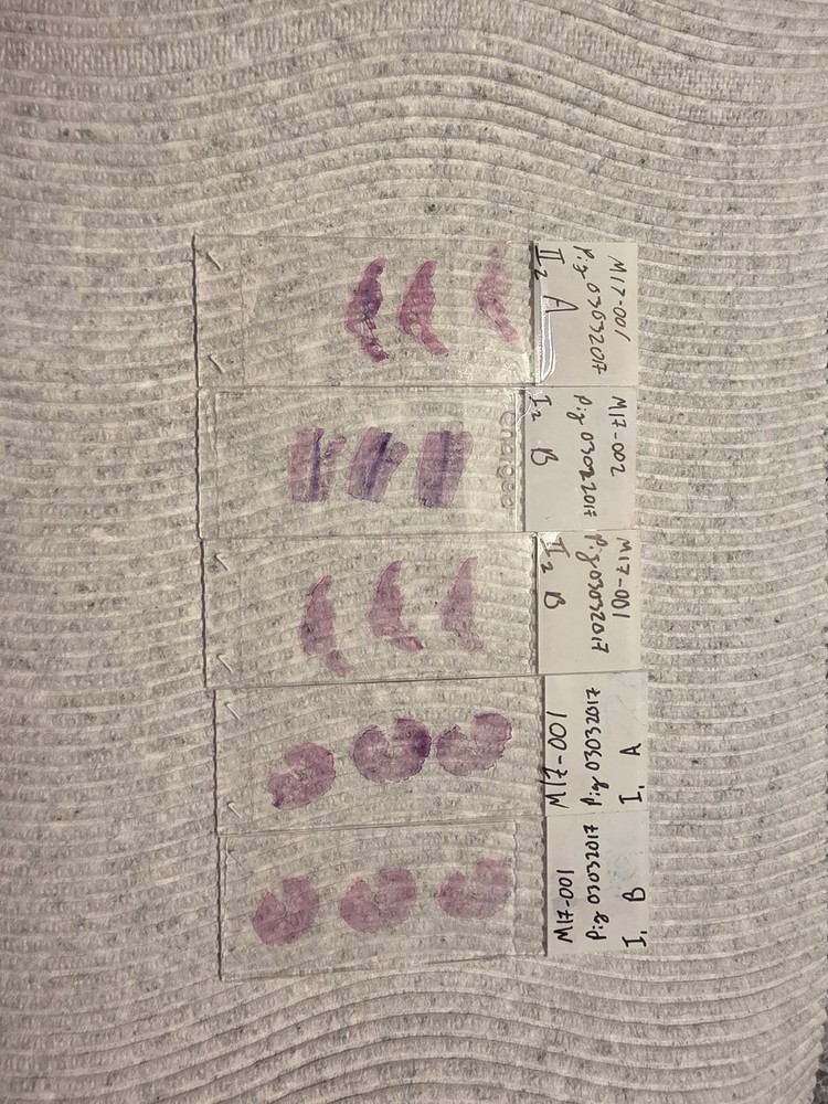 Pig Skin Microscope Samples