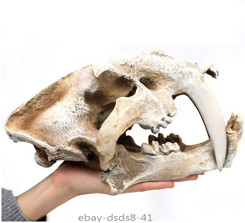 Resin Dinosaur Skull Model Replica Imitation Bone Skeleton Decor