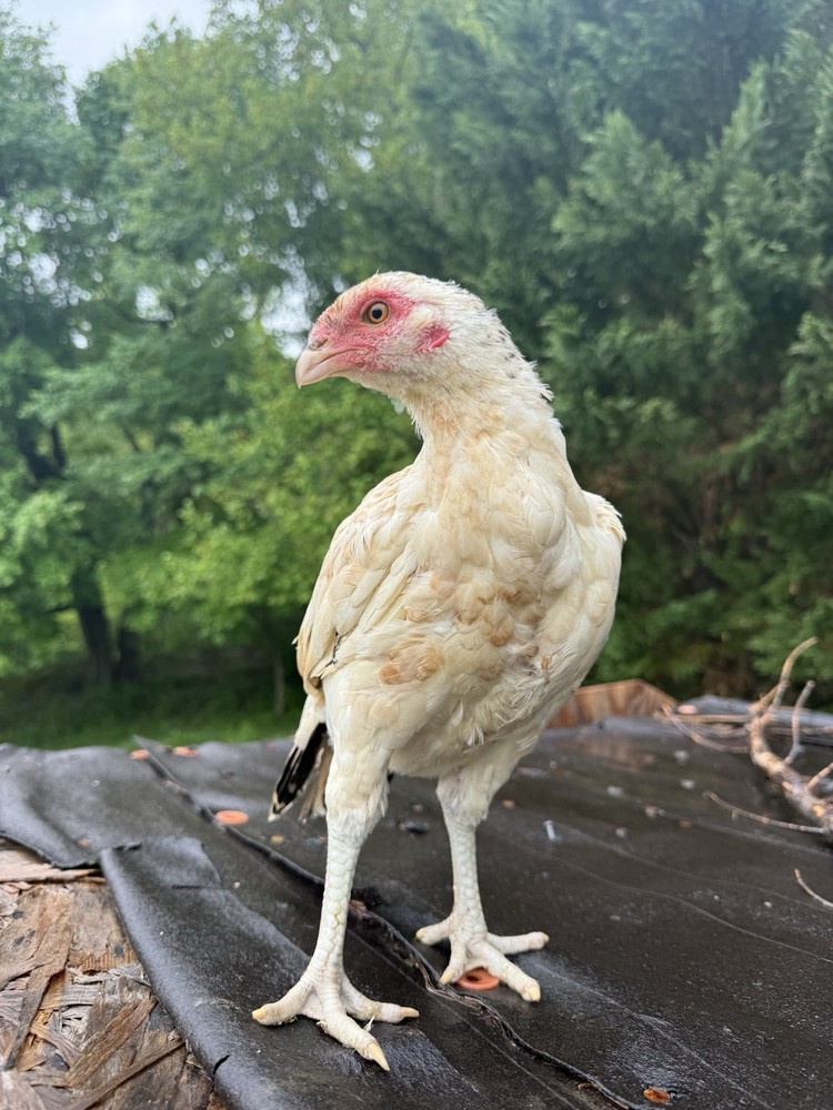 Pakistani Chicken Pullet Hatching Eggs