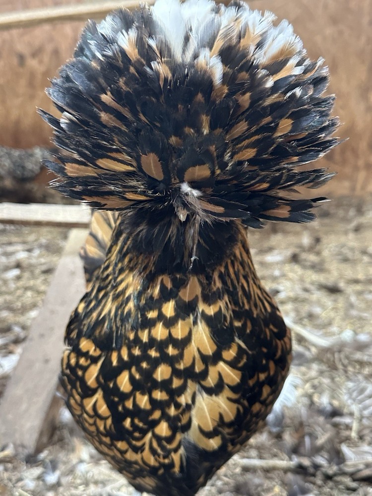 12 Polish Chicken Hatching Eggs (NPIP Certified)