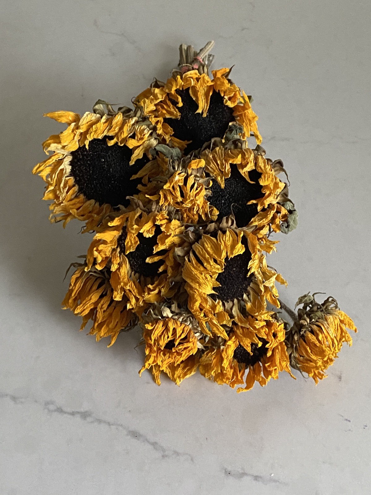 SUNFLOWERS Orange DRIED FLOWER Bunch BOUQUET Bundle USA Grown SUN FLOWERS Auc#1